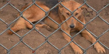 Externe docenten milieuwetgeving en dierenwelzijn